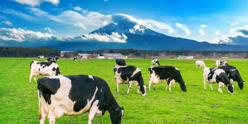The Essential Nutrients Found In Fresh Cow Milk